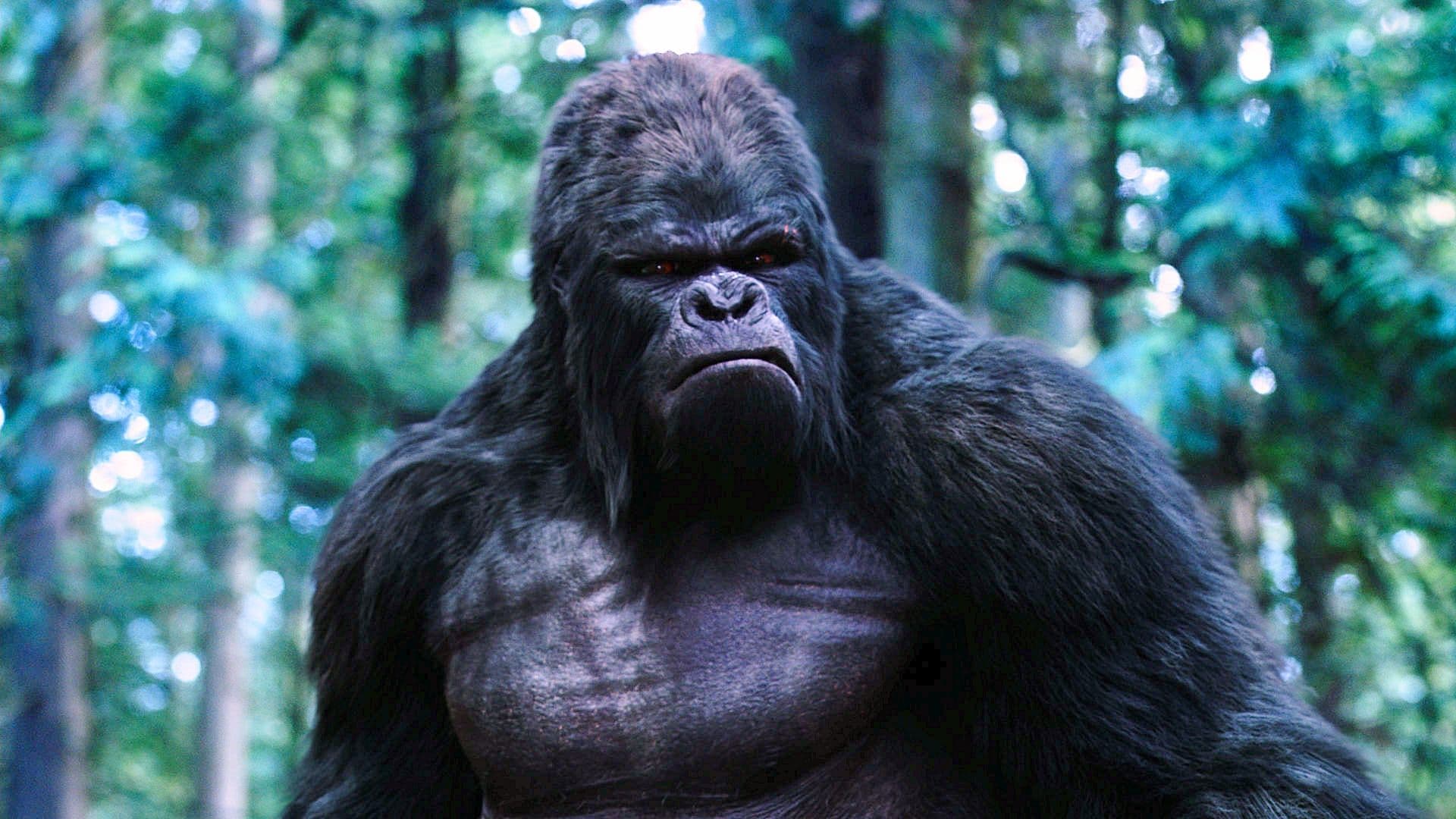 James Gunn's DC Studios Casts Gorilla Grodd In New Superman Spinoff Series cover image