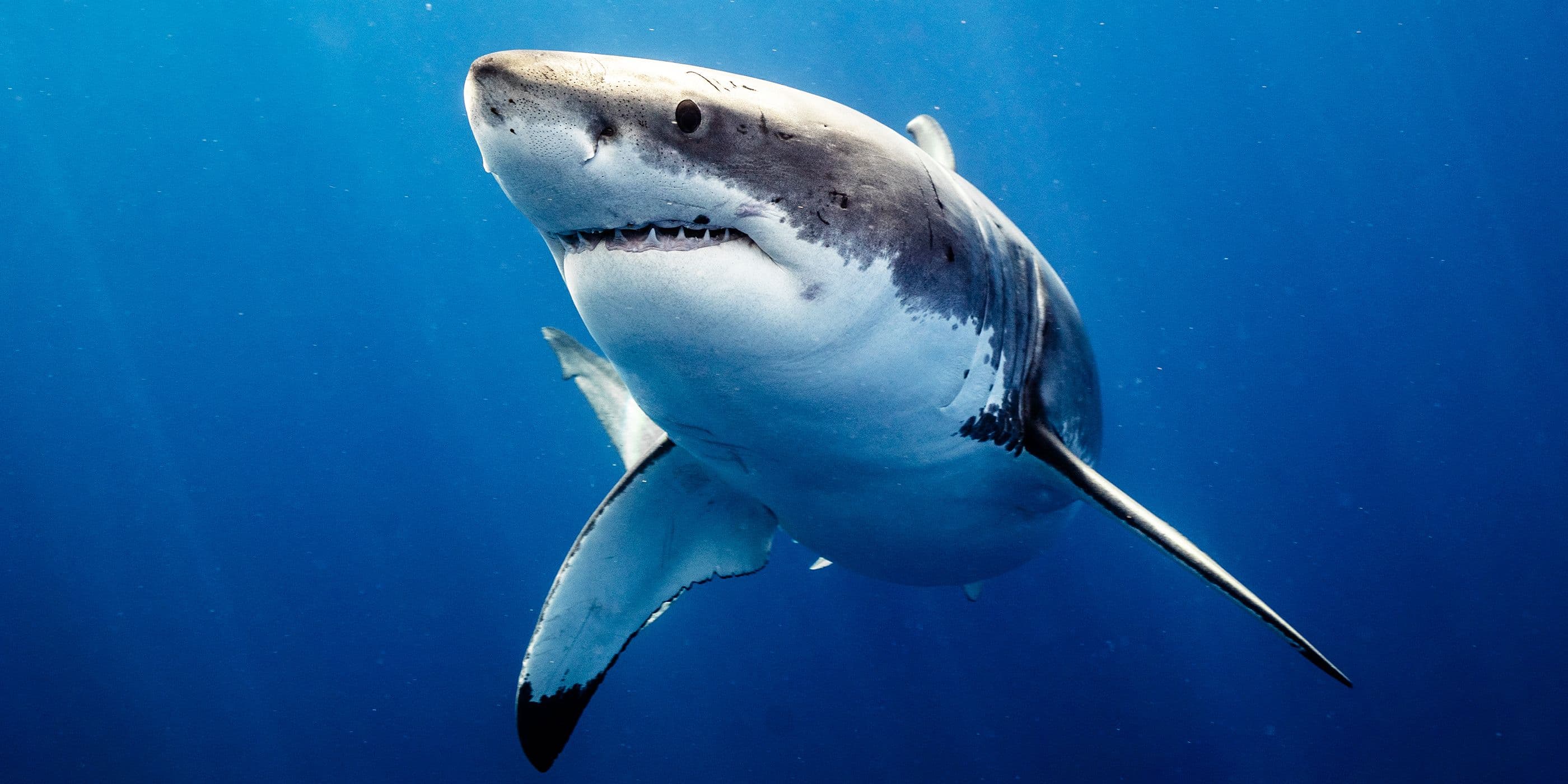 Shark Week Officially Reveals First Look at 20 New Releases cover image