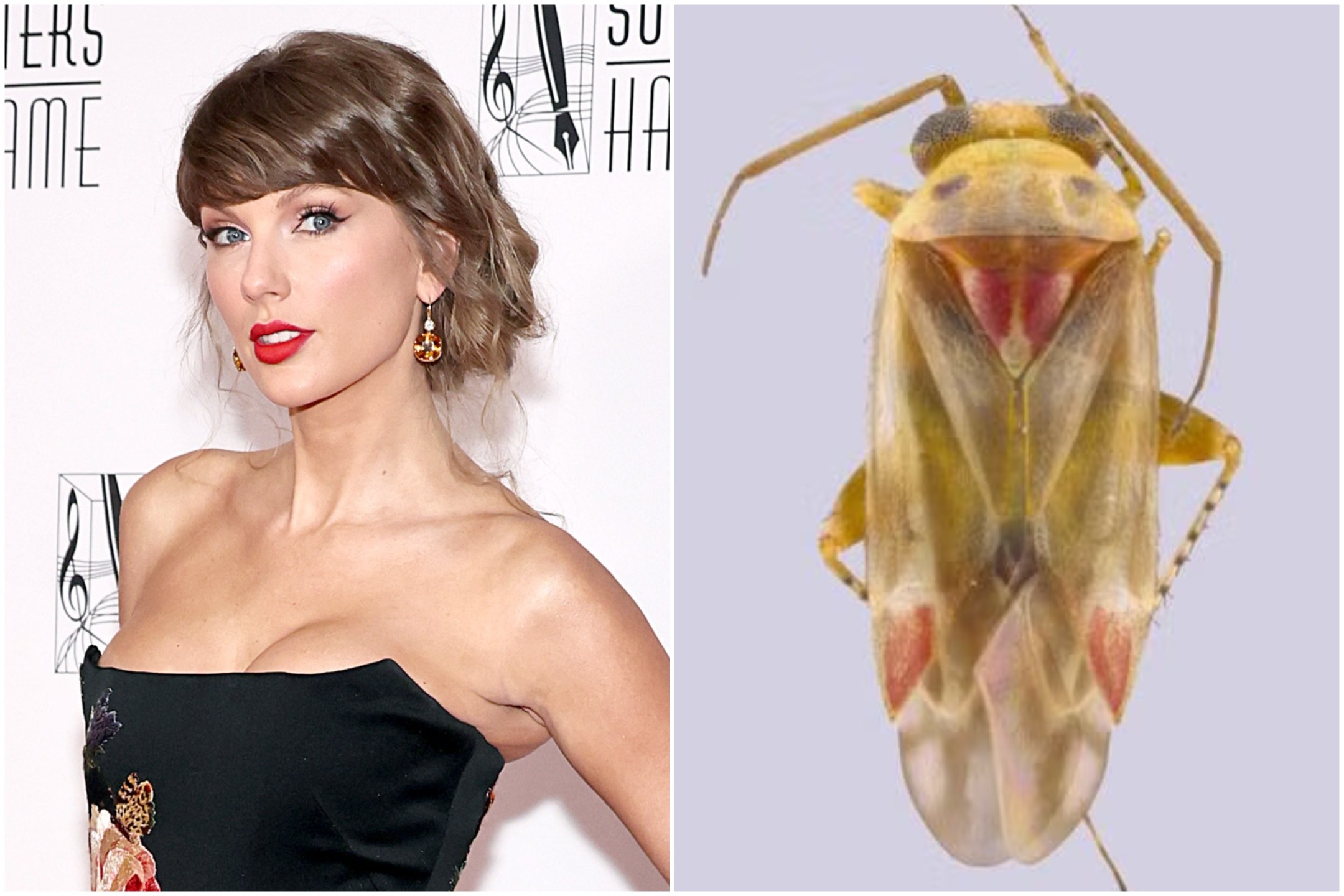 Taylor Swift alongside newly named Swiftiephylus insects
