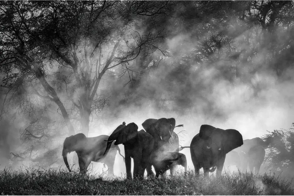 Werner Herzog’s ‘Ghost Elephants’ Secures Home Entertainment Deal news cover image
